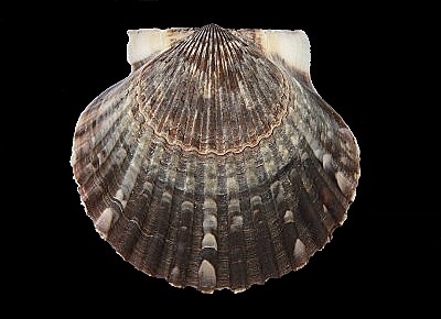 Argopecten irradians irradians